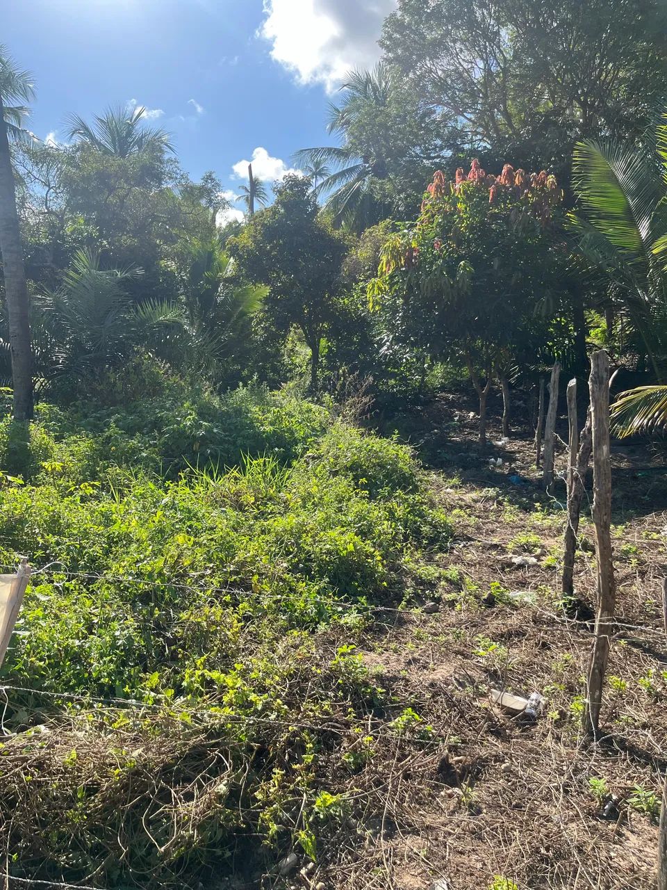 Vendo Terreno no Povoado Aningas 333mª - Foto 4