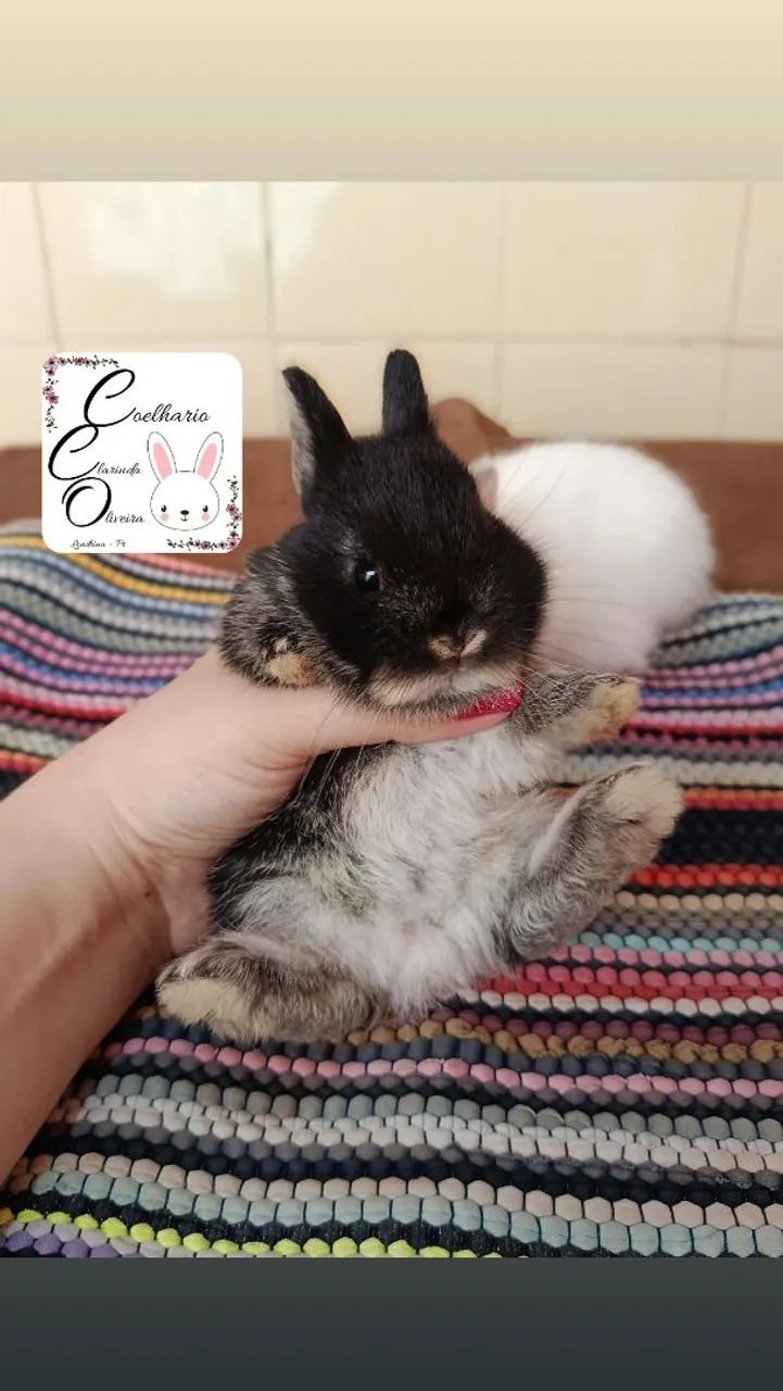 Coelho anão Netherland dwarf  - Foto 4