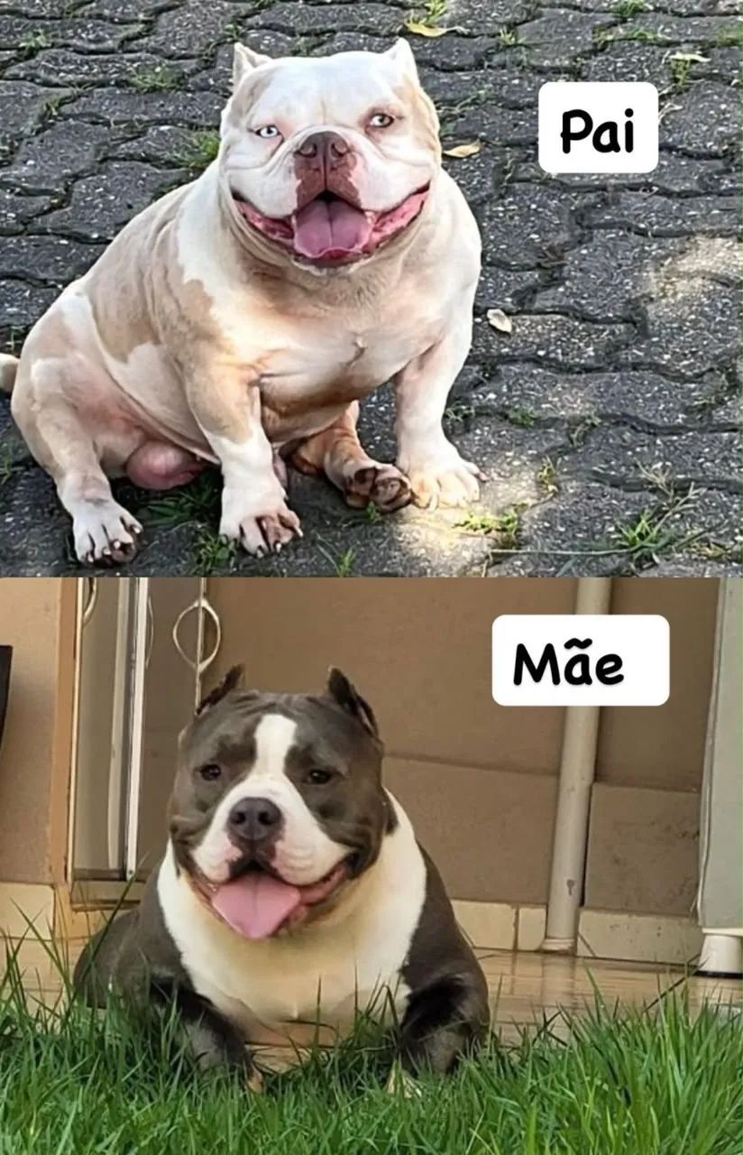 Animais  - Foto 5