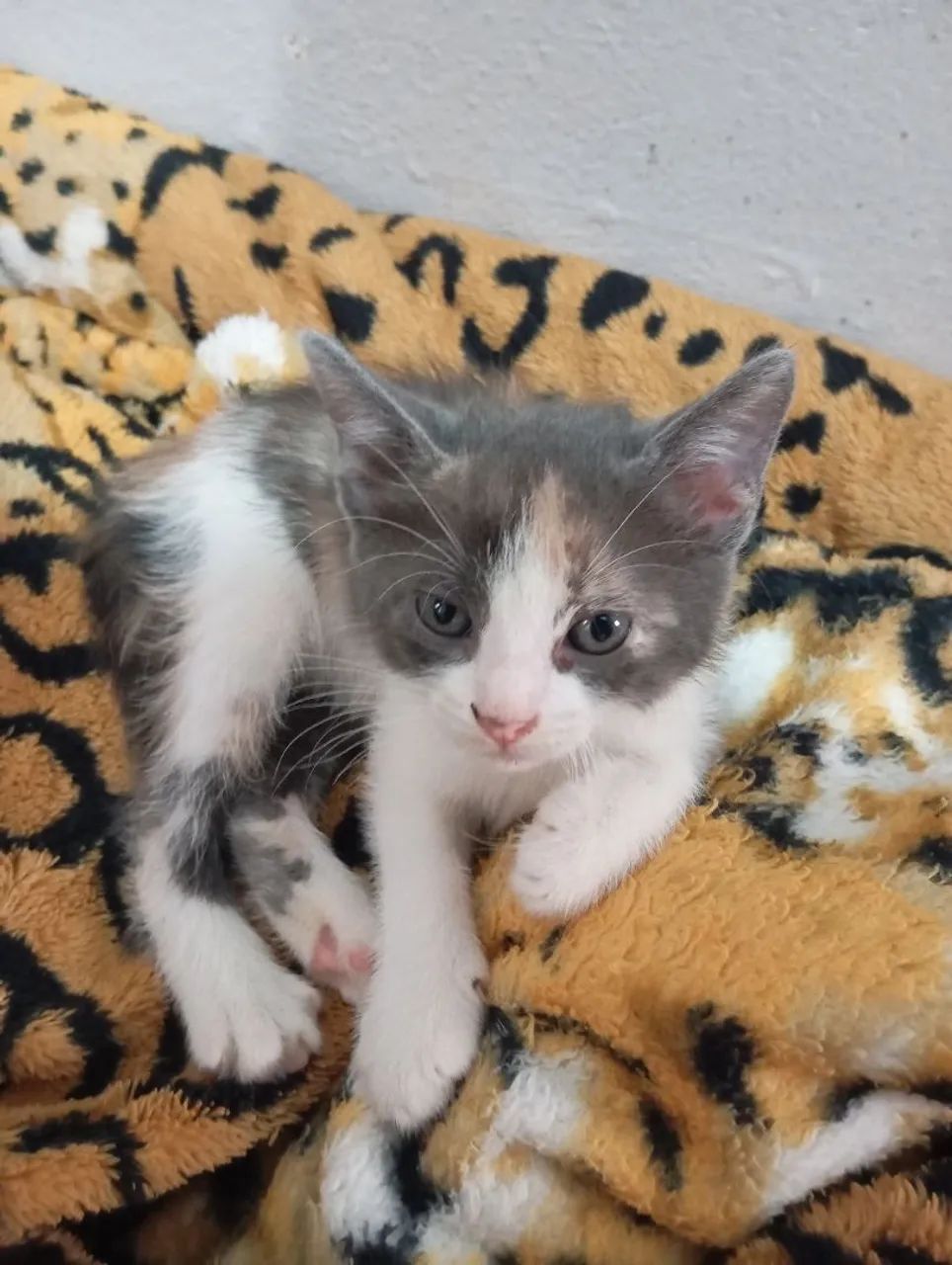 Gatinhas vermifugadas 2 meses - Foto 4