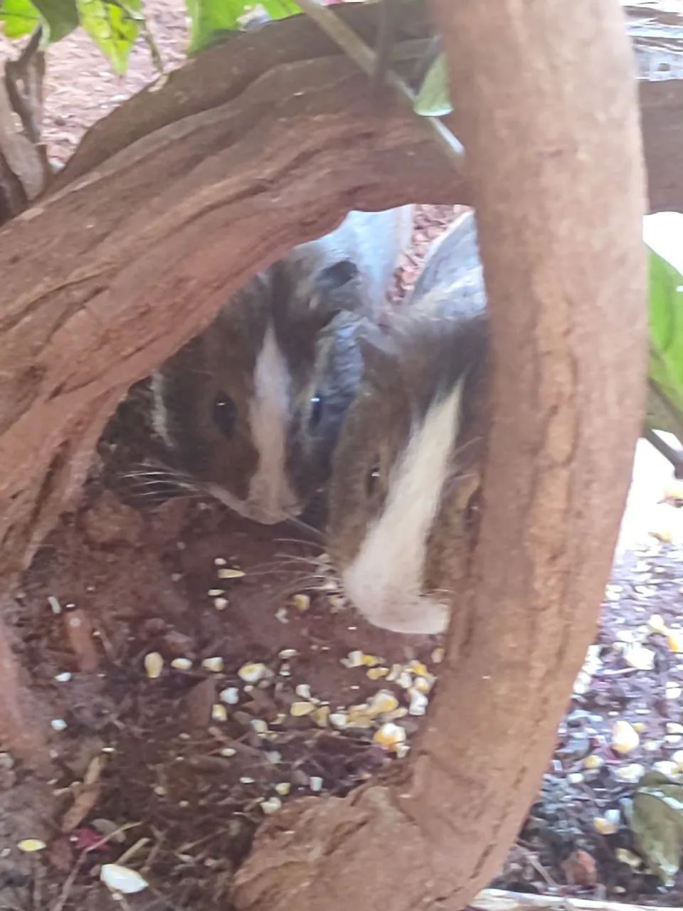 Porquinho da índia dóceis 