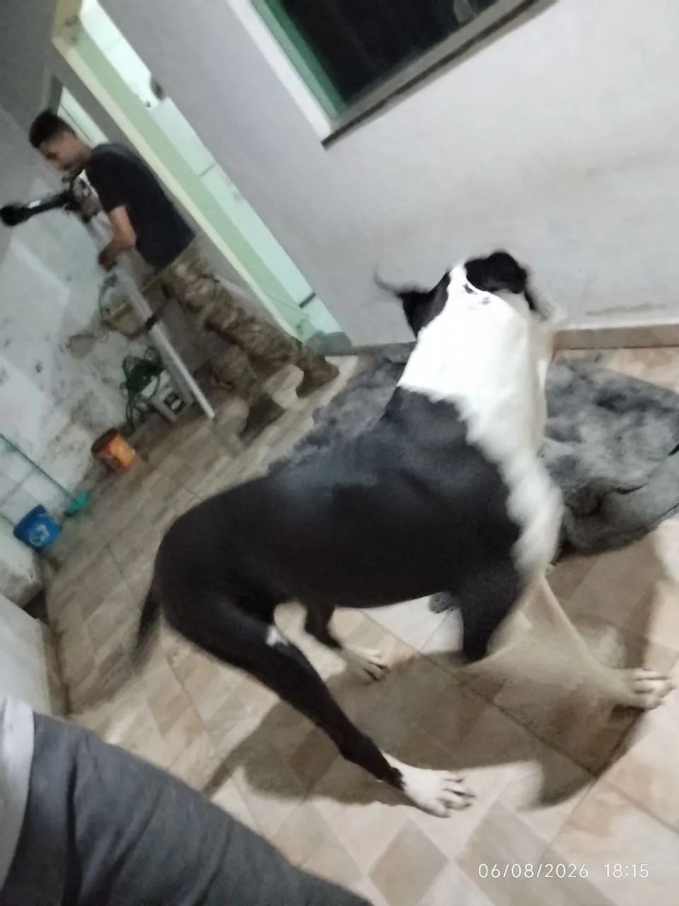 Dogue alemão 