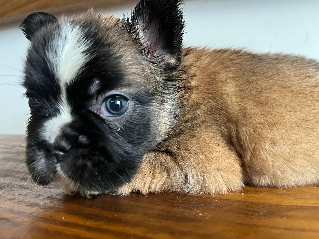 Bulldog francês  - Foto 4