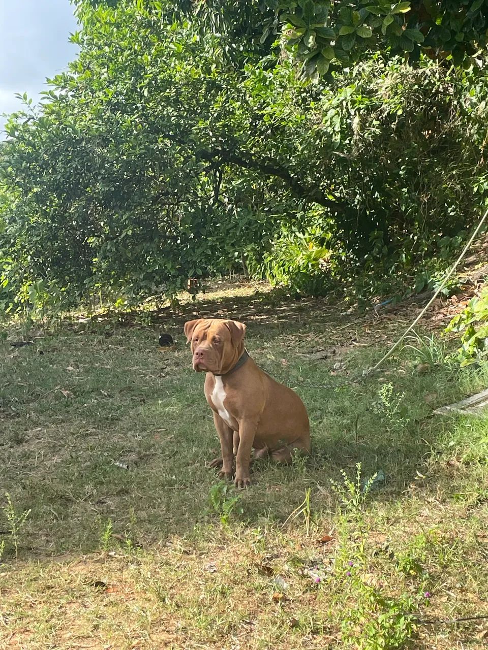 Cachorro  - Foto 2