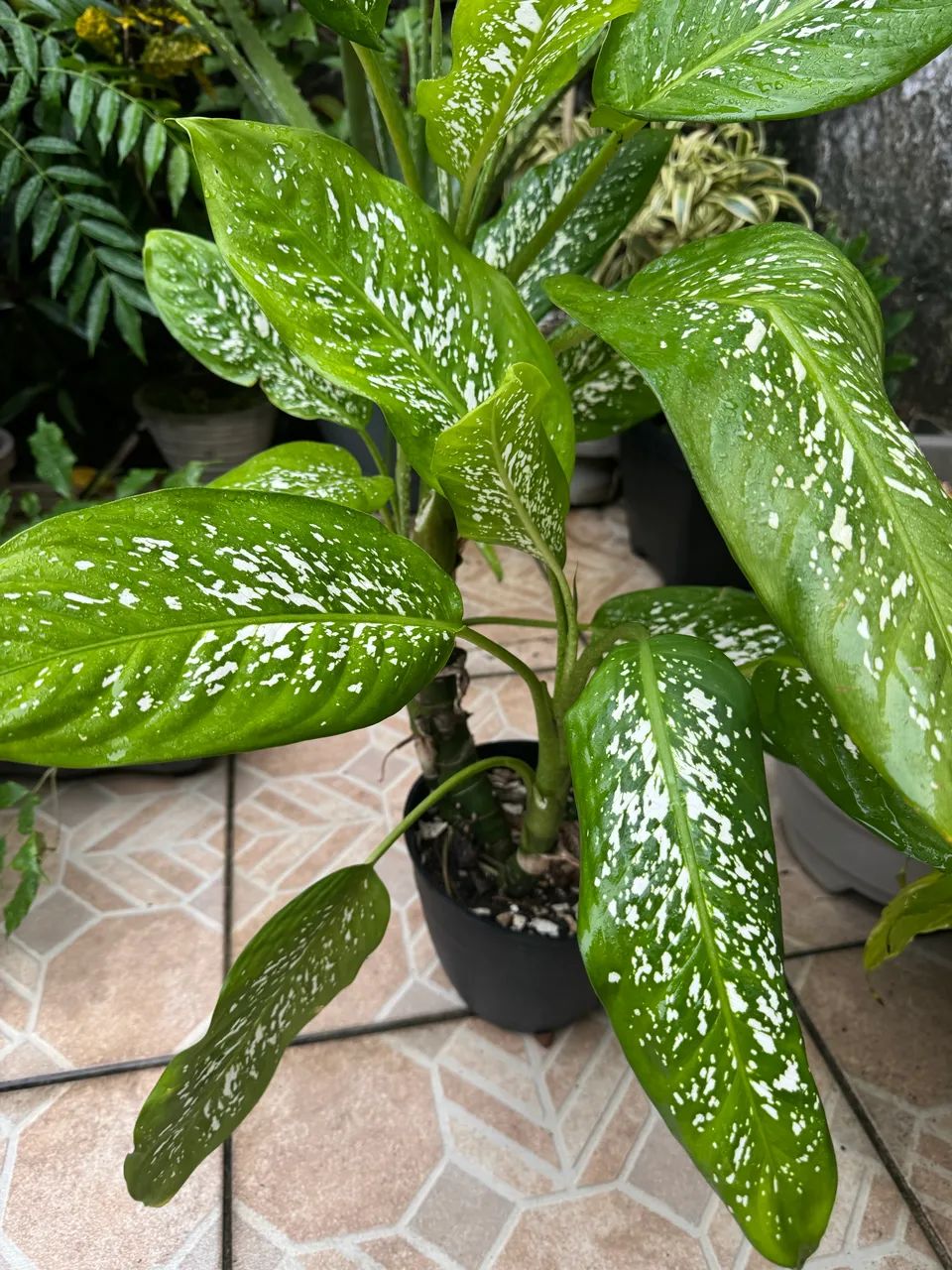 Planta comigo ninguém pode - Foto 3