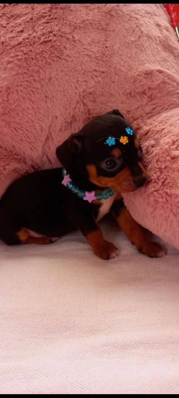 Pinscher Micro Zero - Foto 2