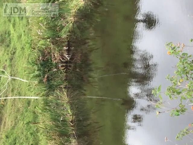 Fazenda de Cacau e Seringa com 394hectares em Gandu - BA - Foto 3