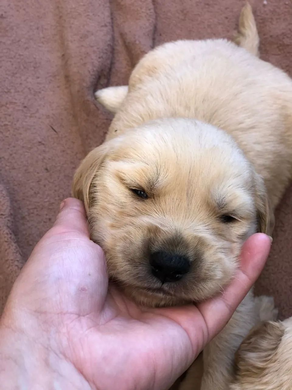 Golden Retriever  - Foto 3