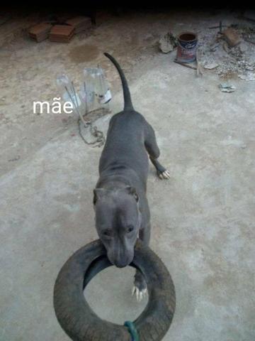 Vendo filhote de pit bull - Foto 6
