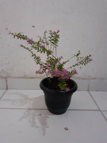 Planta Érika rosa - Foto 3