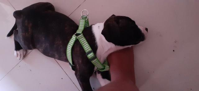 Filhote de pit bull - Foto 2