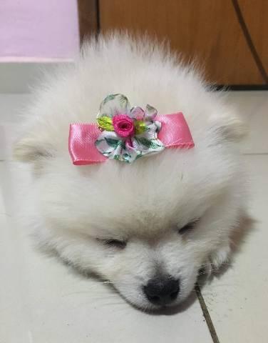 Filhotes de Spitz alemão. - Foto 2