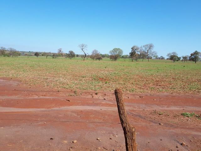 Fazenda em Campo Grande 4mil hectares!! - Foto 5