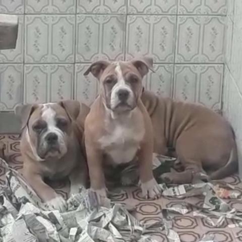 FILHOTES DE AMERICAN BULLY (Machos e Fêmeas vacinados) - Foto 2