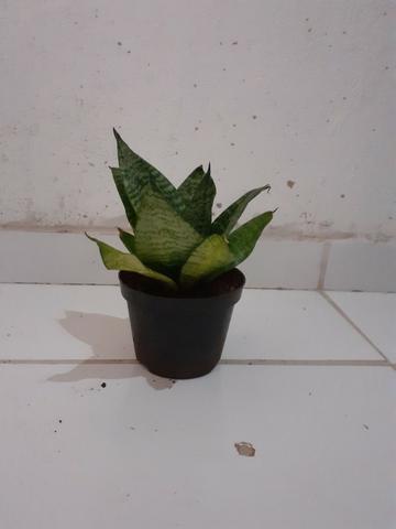 Mini espada de São Jorge! - Foto 2