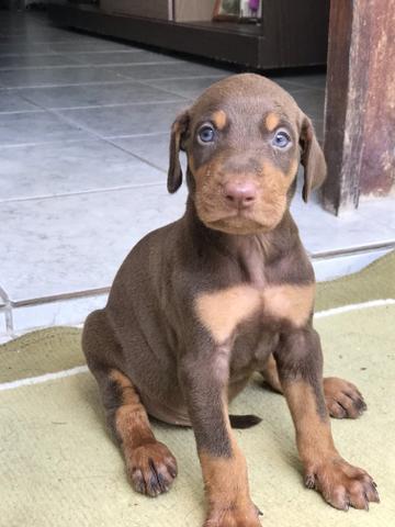 Doberman (filhotes) - Foto 2