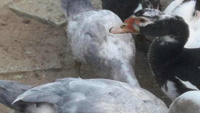 Pato na mesa - Foto 3