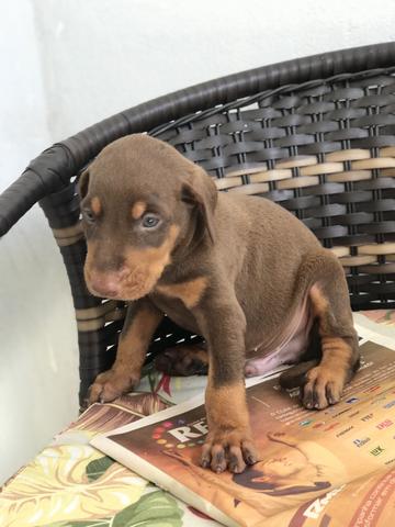 Doberman (filhotes)