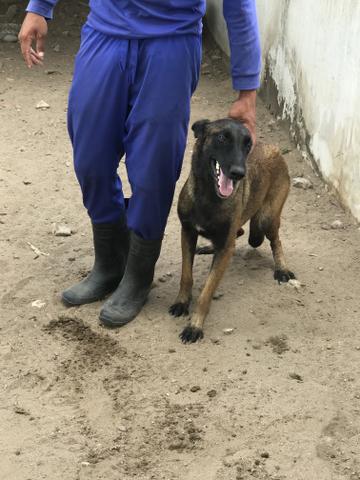 Vende-se cachorro - Foto 6