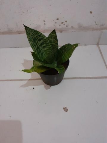 Mini espada de São Jorge!