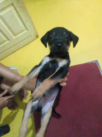 Estou doando - Foto 6