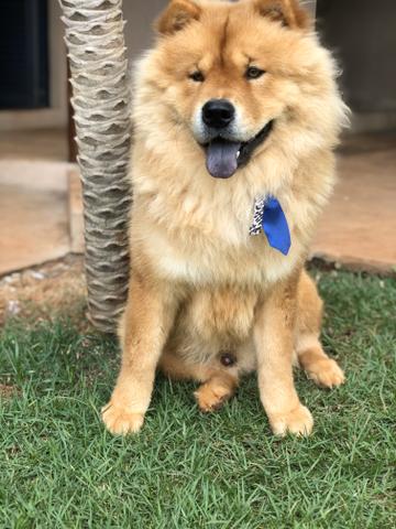 Procuro namorada Chow chow