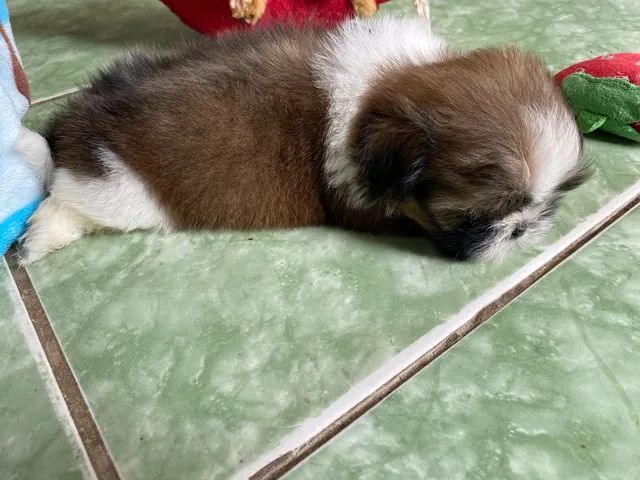 shih tzu micro - Foto 3