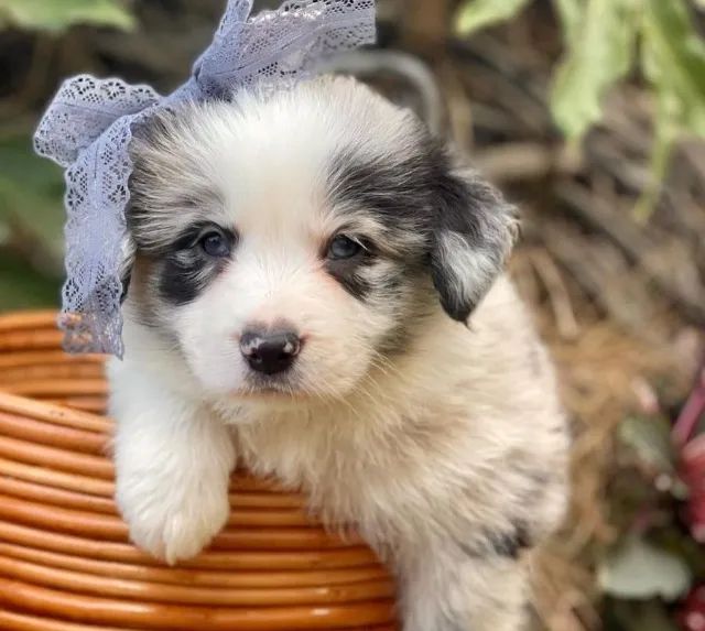  Filhotes da raça: Border Collie @canilcanaa - Foto 5