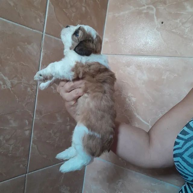 Venda - Foto 3