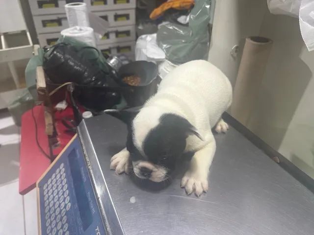 Bulldog frances  - Foto 2