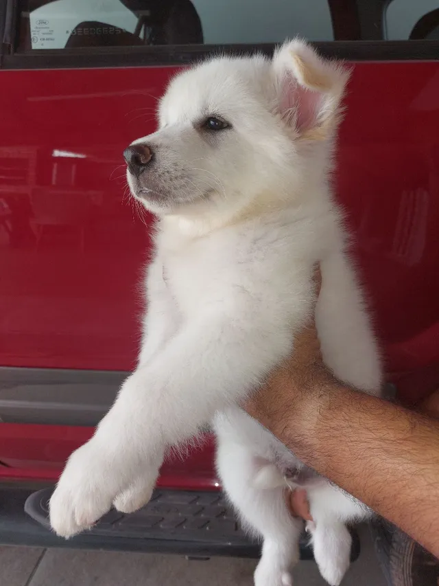 Pastor Branco Suiço - Cachorros e acessórios - Zona Central, Rio Claro  1254406657