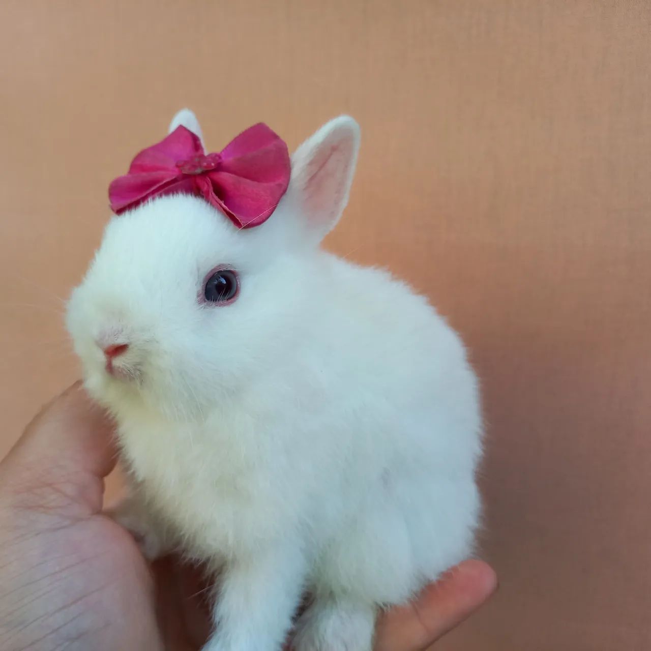 Coelho Anão Netherland Dwarf  - Foto 5