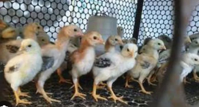 Pintinho alta genética de crescimento  - Foto 3