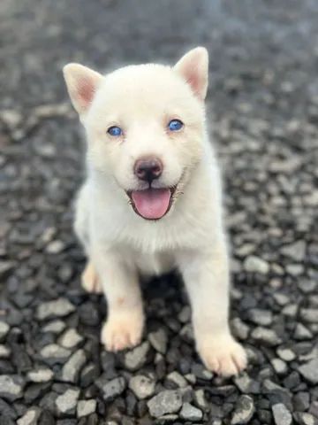 Cachorro Outras raças em Londrina e região, PR