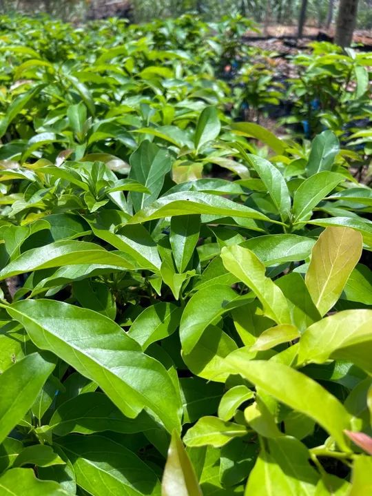 Mudas de abacate  - Foto 6