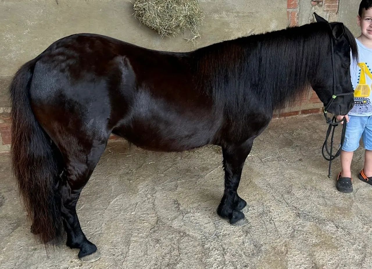 cavalo ponei