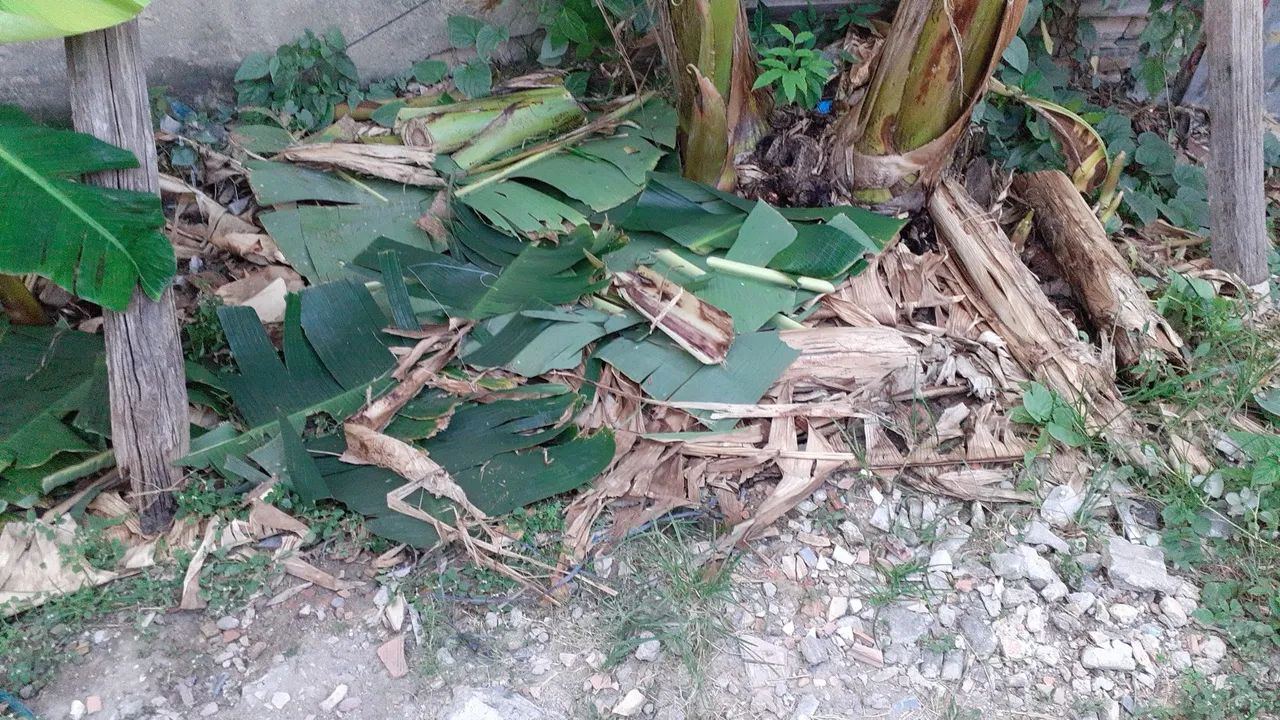 Vende-se Mudas Banana Pacova - Foto 2