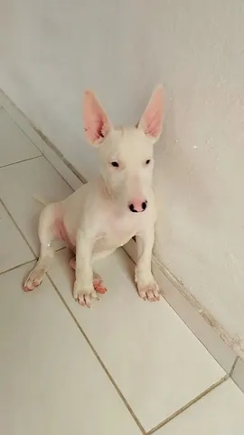 Bull terrier sale puppies olx