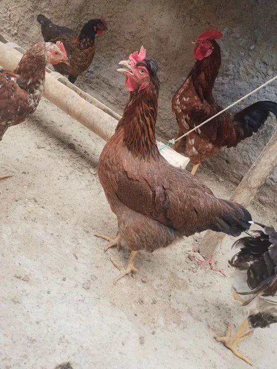 Pintos das raça Rhode slande GSB como está na fotos  - Foto 3