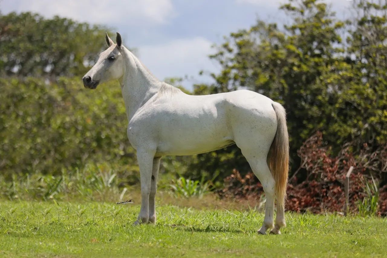 Potra Mangalarga Machador (ELFO E FAVACHO ÚNICO 2x) - Foto 5