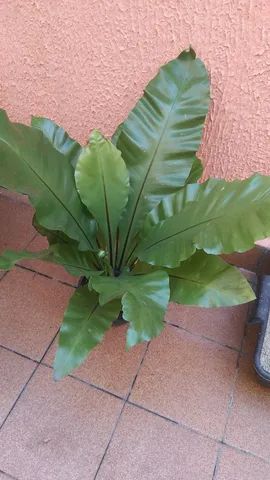 Planta vaso Aplenio grande 50 cm decoração natural