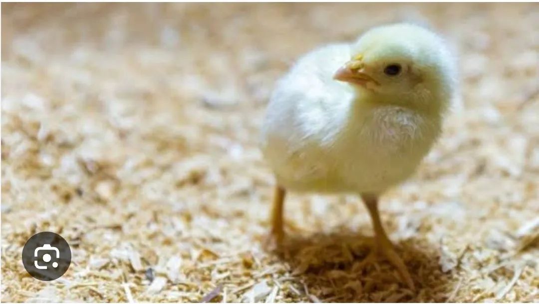 Pintinhos de um dia - R$ 6,00 cada - Foto 2