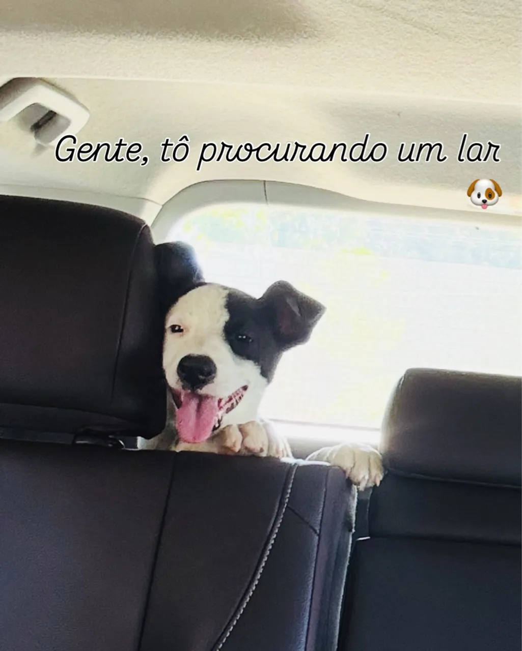 Filhote de cachorro procurando um lar