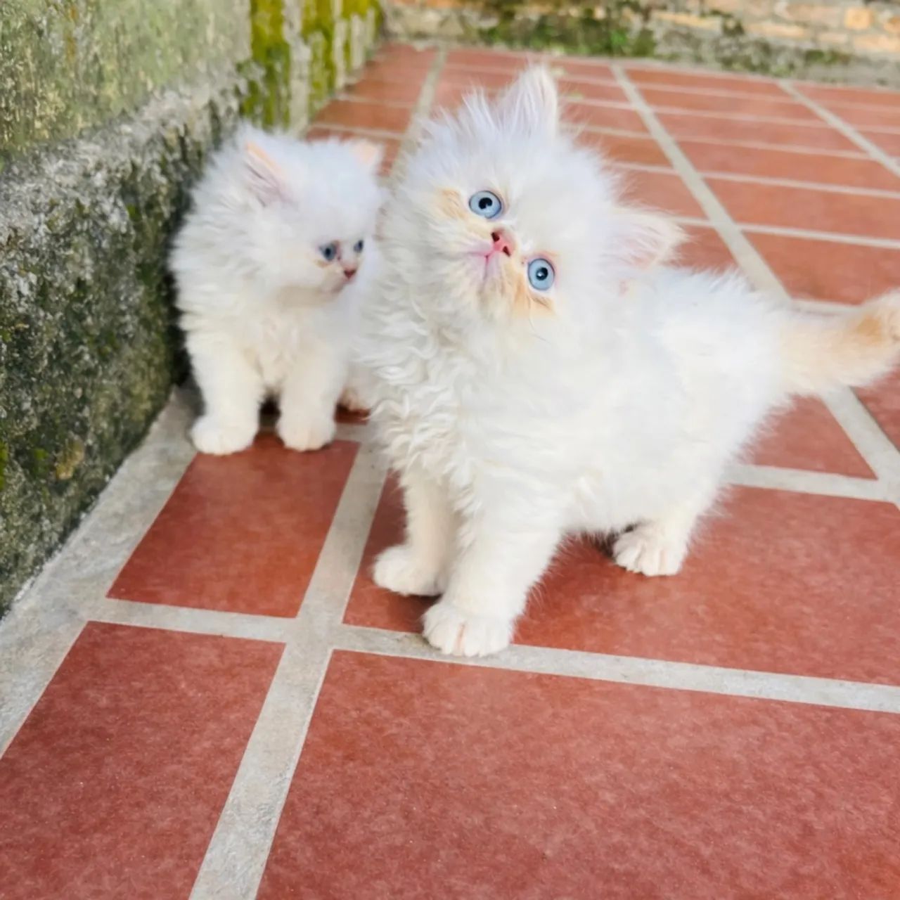 Filhotes de Persa Macho - Foto 3