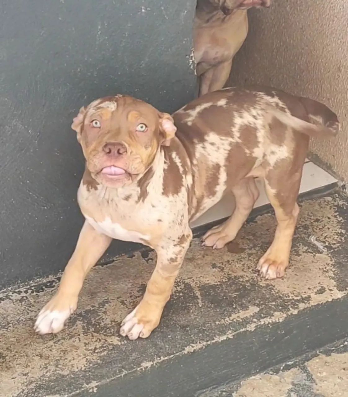 Pitbull PitMonster  - Foto 3