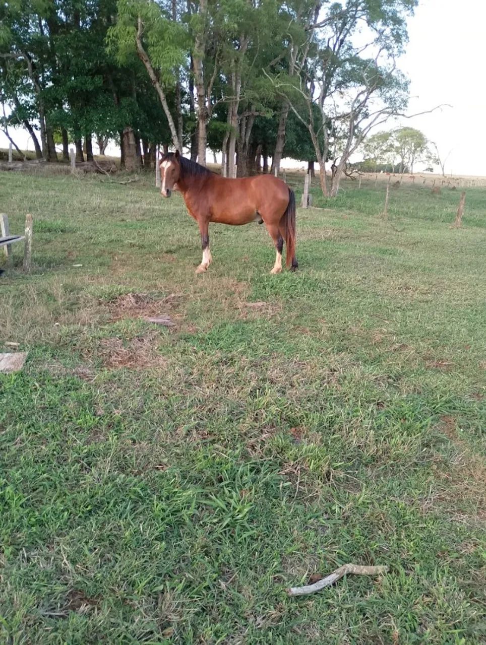CAVALO MANGALARGA MACHADOR - 6ANOS