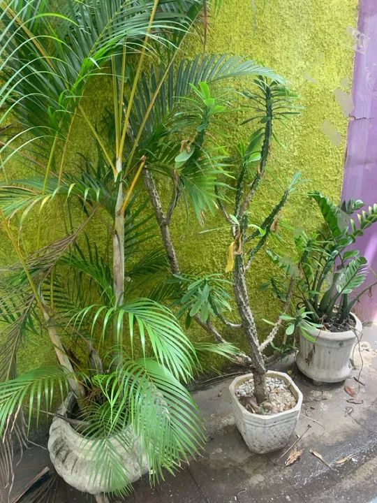 Conjunto de Vasos para Plantas - Foto 2