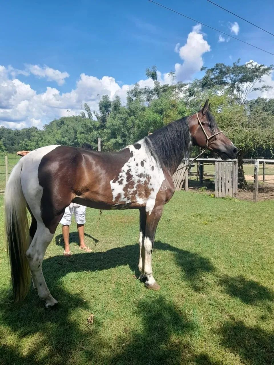 Cavalo pampa de castanho  - Foto 2