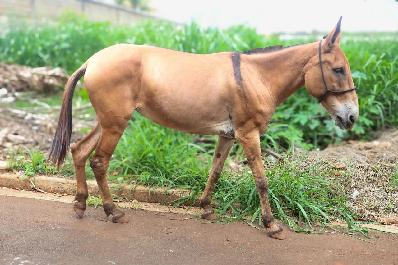 Mula marcha picada - Foto 4