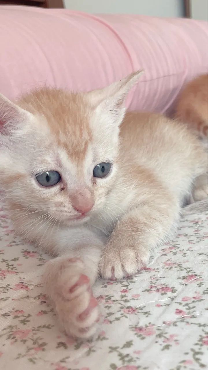 Doação responsável  - Foto 2